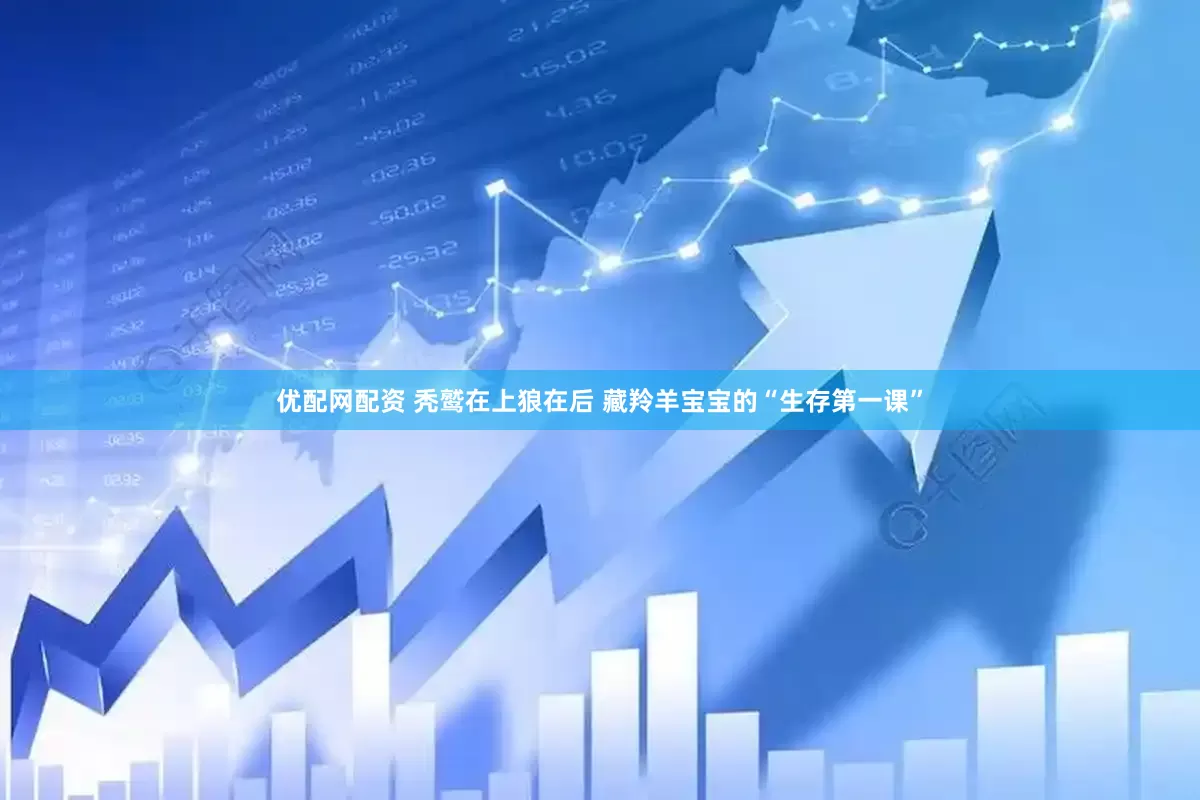 优配网配资 秃鹫在上狼在后 藏羚羊宝宝的“生存第一课”